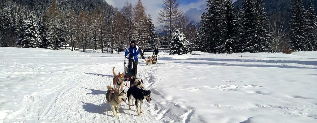 Chien de traineau raquette - hiver chamonix séminaire mont blanc