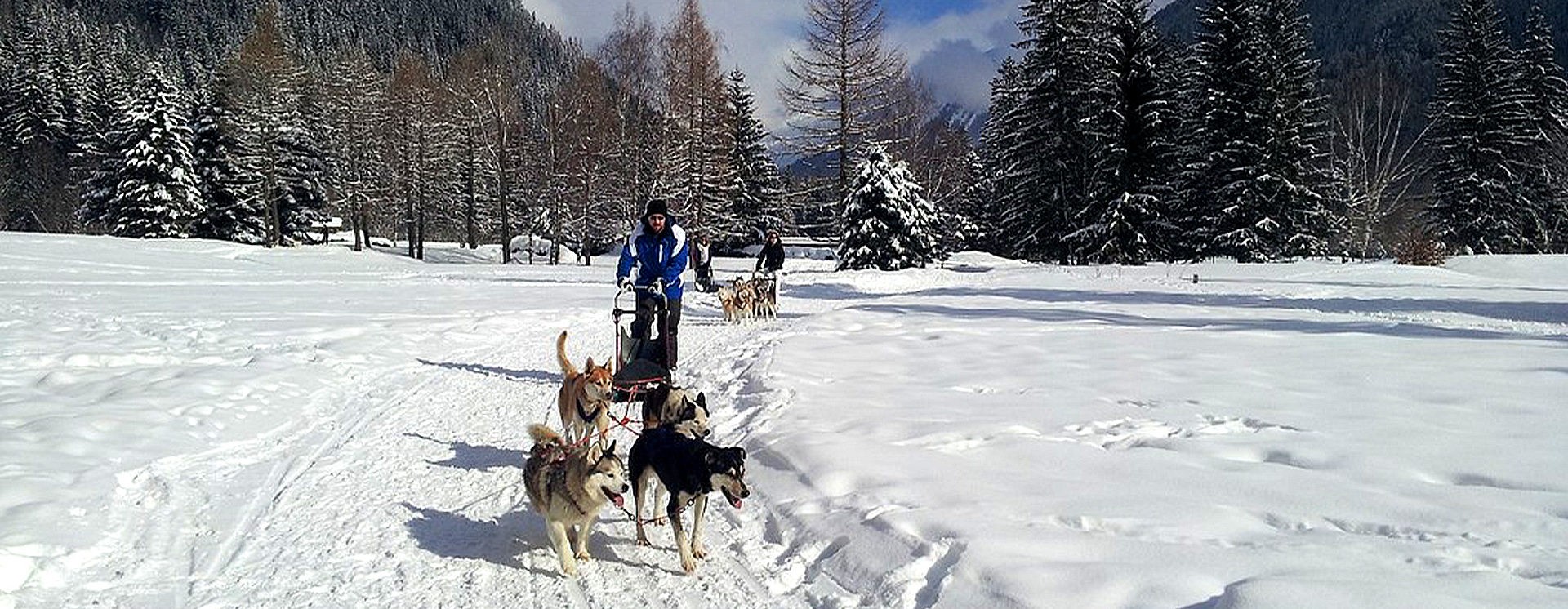 Chiens de Traîneaux & Raquettes